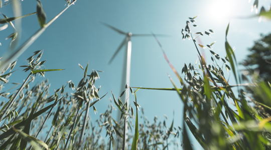 Wind Field